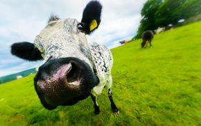 cow, COW, Snout, nature, artiodactyls, pasture