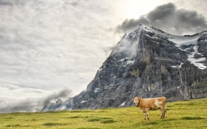 cow, COW, nature, artiodactyls, pasture, Mountains