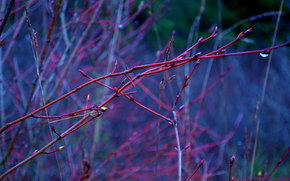 BRANCH, trees, Macro