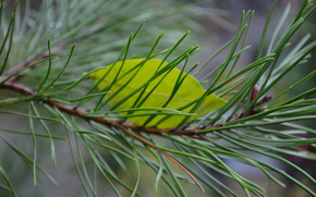 branch, needles, pine, Macro