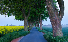 road, field, trees, landscape