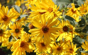 HELIOPSIS, Petals, light