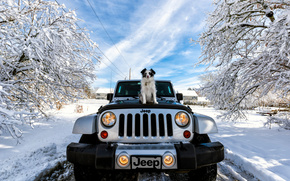 Jeep Wrangler, Jeep, machine, dog, winter, snow