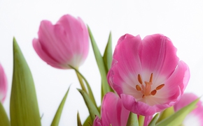 TULIPS, Petals, Macro