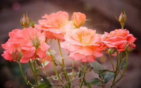 Flowers, flower, rose, Roses, COMPOSITION, bouquet