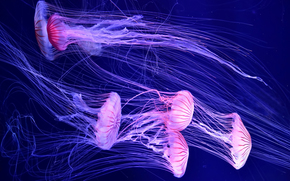 jellyfish, Jellyfish, Underwater World, water, sea, ocean, the inhabitants of the seas and oceans