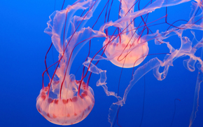 jellyfish, Jellyfish, Underwater World, water, sea, ocean, the inhabitants of the seas and oceans