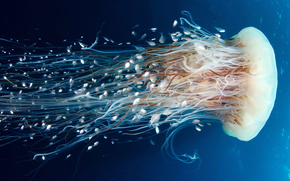 jellyfish, Jellyfish, Underwater World, water, sea, ocean, the inhabitants of the seas and oceans