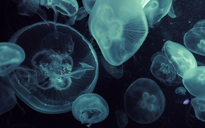 jellyfish, Jellyfish, Underwater World, water, sea, ocean, the inhabitants of the seas and oceans