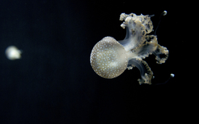 jellyfish, Jellyfish, Underwater World, water, sea, ocean, the inhabitants of the seas and oceans