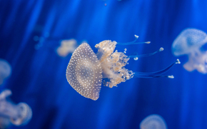 jellyfish, Jellyfish, Underwater World, water, sea, ocean, the inhabitants of the seas and oceans