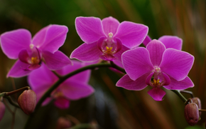 flower, Flowers, flora, orchid