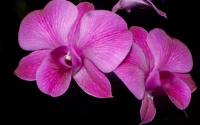 flower, Flowers, flora, orchid