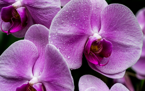 flower, Flowers, flora, orchid