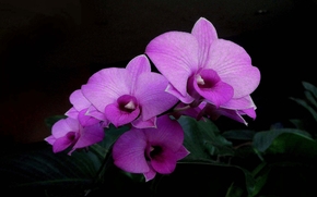 flower, Flowers, flora, orchid