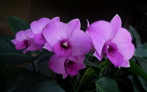 flower, Flowers, flora, orchid