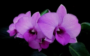 flower, Flowers, flora, orchid