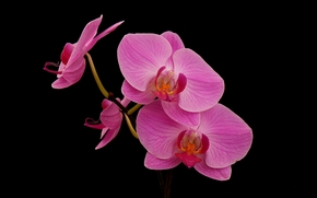 flower, Flowers, flora, orchid