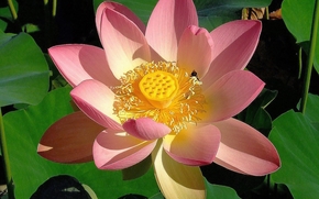 lotus, flower, Flowers, flora