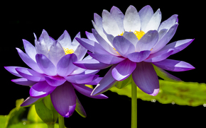 lotus, flower, Flowers, flora