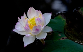 lotus, flower, Flowers, flora