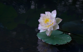 lotus, flower, Flowers, flora