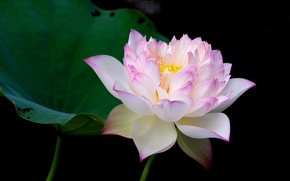 lotus, flower, Flowers, flora