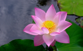 lotus, flower, Flowers, flora