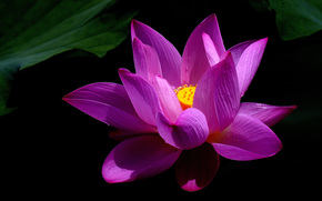 lotus, flower, Flowers, flora