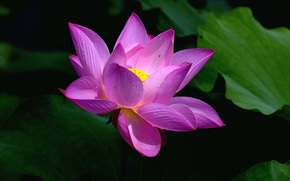 lotus, flower, Flowers, flora