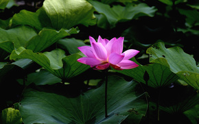 lotus, flower, Flowers, flora