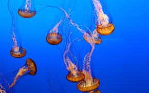 jellyfish, Jellyfish, Underwater World, water, sea, ocean, the inhabitants of the seas and oceans