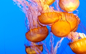 jellyfish, Jellyfish, Underwater World, water, sea, ocean, the inhabitants of the seas and oceans