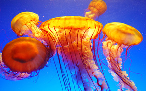 jellyfish, Jellyfish, Underwater World, water, sea, ocean, the inhabitants of the seas and oceans