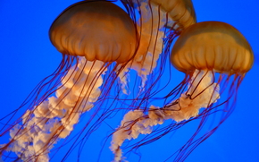 jellyfish, Jellyfish, Underwater World, water, sea, ocean, the inhabitants of the seas and oceans