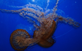 jellyfish, Jellyfish, Underwater World, water, sea, ocean, the inhabitants of the seas and oceans