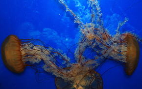 jellyfish, Jellyfish, Underwater World, water, sea, ocean, the inhabitants of the seas and oceans