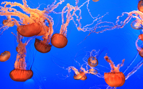 jellyfish, Jellyfish, Underwater World, water, sea, ocean, the inhabitants of the seas and oceans