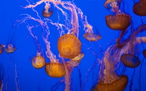 jellyfish, Jellyfish, Underwater World, water, sea, ocean, the inhabitants of the seas and oceans