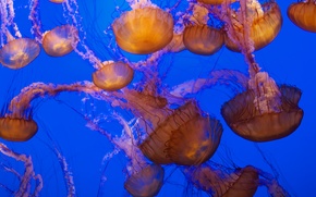 jellyfish, Jellyfish, Underwater World, water, sea, ocean, the inhabitants of the seas and oceans