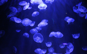 jellyfish, Jellyfish, Underwater World, water, sea, ocean, the inhabitants of the seas and oceans