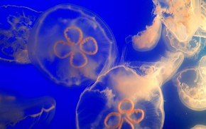 jellyfish, Jellyfish, Underwater World, water, sea, ocean, the inhabitants of the seas and oceans