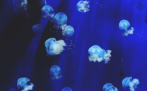 jellyfish, Jellyfish, Underwater World, water, sea, ocean, the inhabitants of the seas and oceans