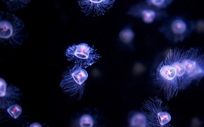 jellyfish, Jellyfish, Underwater World, water, sea, ocean, the inhabitants of the seas and oceans