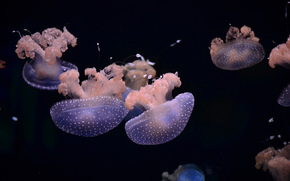 jellyfish, Jellyfish, Underwater World, water, sea, ocean, the inhabitants of the seas and oceans