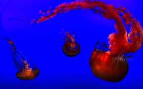 jellyfish, Jellyfish, Underwater World, water, sea, ocean, the inhabitants of the seas and oceans