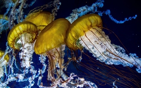 jellyfish, Jellyfish, Underwater World, water, sea, ocean, the inhabitants of the seas and oceans