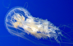 jellyfish, Jellyfish, Underwater World, water, sea, ocean, the inhabitants of the seas and oceans