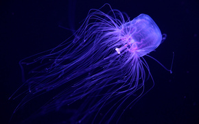 jellyfish, Jellyfish, Underwater World, water, sea, ocean, the inhabitants of the seas and oceans