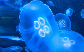 jellyfish, Jellyfish, Underwater World, water, sea, ocean, the inhabitants of the seas and oceans